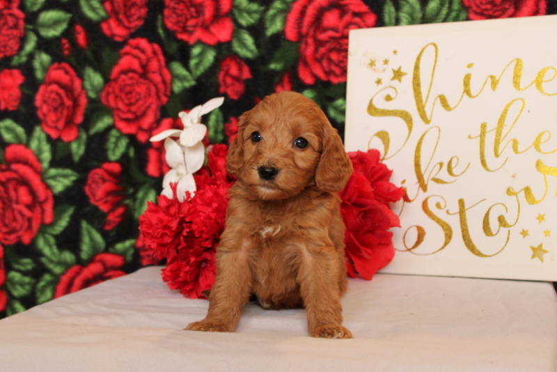 puppy, for, sale, Mini Goldendoodle F2, Matthew B. Stoltzfus, dog, breeder, Gap, PA, dog-breeder, puppy-for-sale, forsale, nearby, find, puppyfind, locator, puppylocator, aca